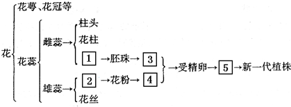 如图为豌豆花的结构与生殖过程示意图,请分析回答([]填代号,横线填