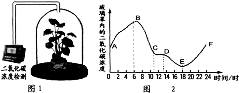 图2为24小时内玻璃钟罩中二氧化碳浓度变化的曲线,请分析回答