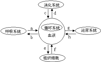 过滤 过滤后在肾小囊内形成 原尿 原尿,然后通过肾小管的 重吸收作用