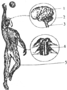 如图是人体神经系统组成和功能示意图,请据图