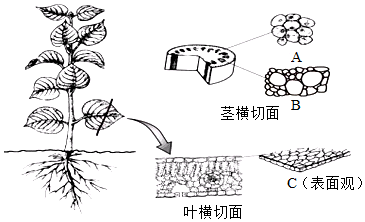 菁優(yōu)網(wǎng)