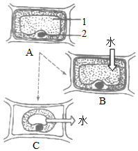 菁優(yōu)網(wǎng)