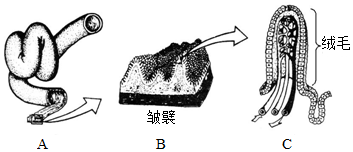 菁優(yōu)網(wǎng)