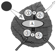 菁優(yōu)網(wǎng)