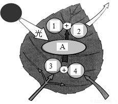 菁優(yōu)網(wǎng)