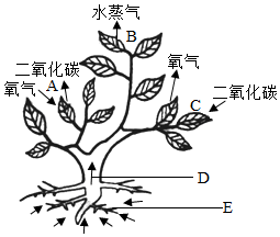 菁優(yōu)網(wǎng)