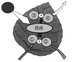 菁優(yōu)網(wǎng)