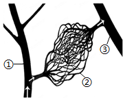 菁優(yōu)網(wǎng)