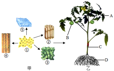 菁優(yōu)網(wǎng)