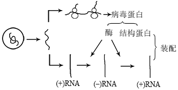 菁優(yōu)網