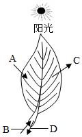 菁優(yōu)網(wǎng)