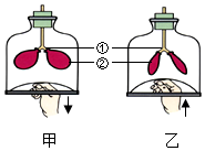 菁優(yōu)網(wǎng)