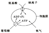 菁優(yōu)網(wǎng)