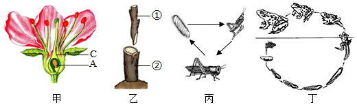 菁優(yōu)網(wǎng)