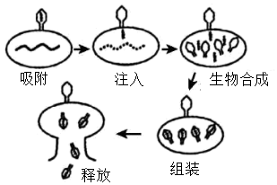 菁優(yōu)網(wǎng)