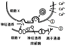 菁優(yōu)網(wǎng)