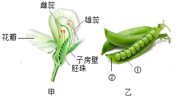 菁優(yōu)網(wǎng)