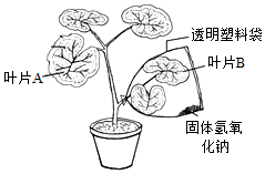 菁優(yōu)網(wǎng)