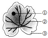 菁優(yōu)網(wǎng)