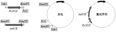 菁優(yōu)網