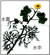 菁優(yōu)網(wǎng)