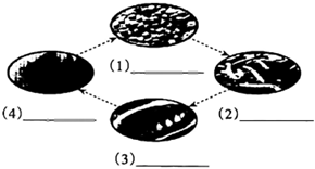 菁優(yōu)網(wǎng)