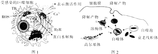 菁優(yōu)網(wǎng)