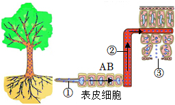 菁優(yōu)網(wǎng)