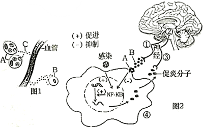 菁優(yōu)網(wǎng)