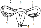 菁優(yōu)網(wǎng)