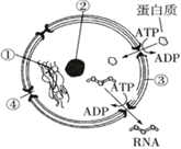 菁優(yōu)網(wǎng)