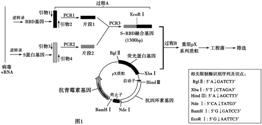 菁優(yōu)網