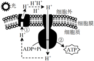 菁優(yōu)網(wǎng)