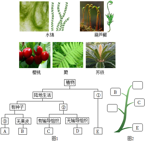 菁優(yōu)網(wǎng)