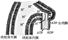 菁優(yōu)網