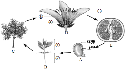 菁優(yōu)網(wǎng)