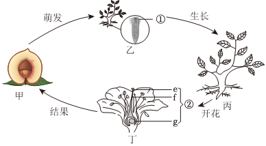 菁優(yōu)網(wǎng)