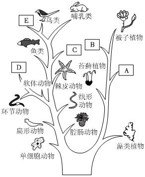 菁優(yōu)網(wǎng)