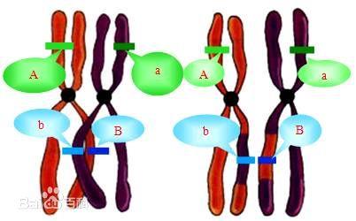 某动物基因型为AaBb,两对基因在染色体上的位