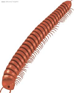 在动物的运动方式中,爬行和蠕动究竟有什么区