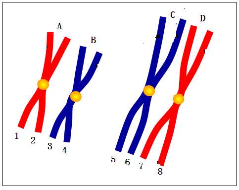 同源染色体同源染色体分离