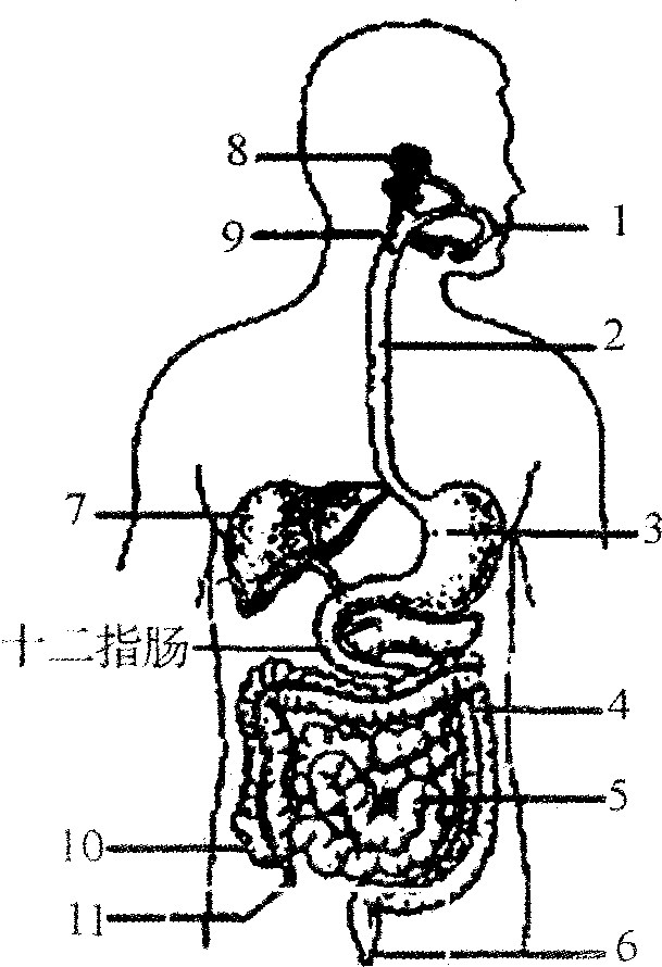 消化系统手绘