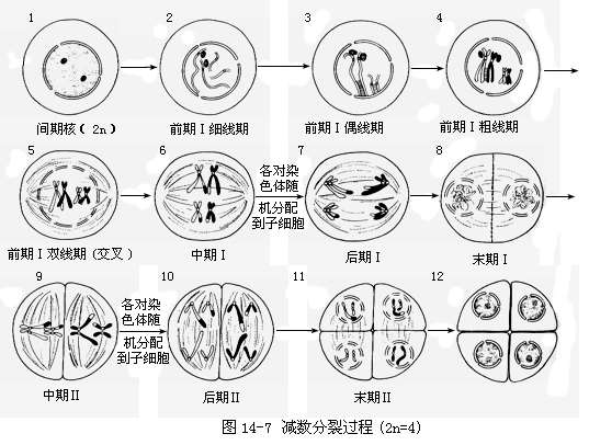 文章内容 减数分裂及伴性遗传 减数分裂各时期特点及图像答