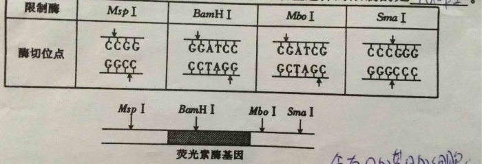 要获得目的基因 如何选择限制酶