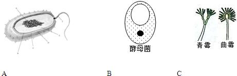 細菌的營養方式和生殖方式 6/18 - 試題 - 菁優網