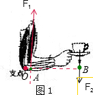 人的前臂杠杆示意图图片