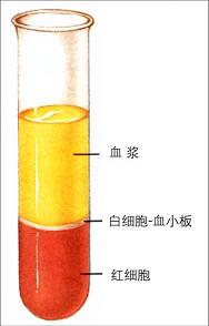 在盛有新鲜血液的试管中加入少量柠檬酸钠[抗凝剂],静置一段时间后最