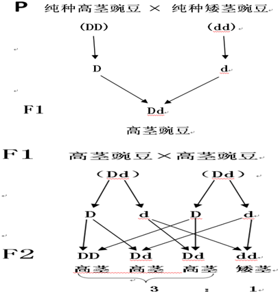 豌豆自交遗传图解图片