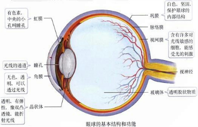 人的视觉的形成过程是:外界物体反射来的光线,经过角膜,房水,由瞳孔