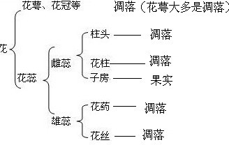 花瓣图思维导图图片